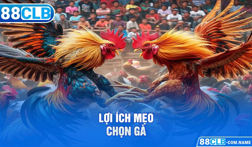 Mẹo Chọn Gà | Tiết Lộ 5 Cách Chọn Chiến Kê Từ Chuyên Gia Lợi ích mẹo chọn gà