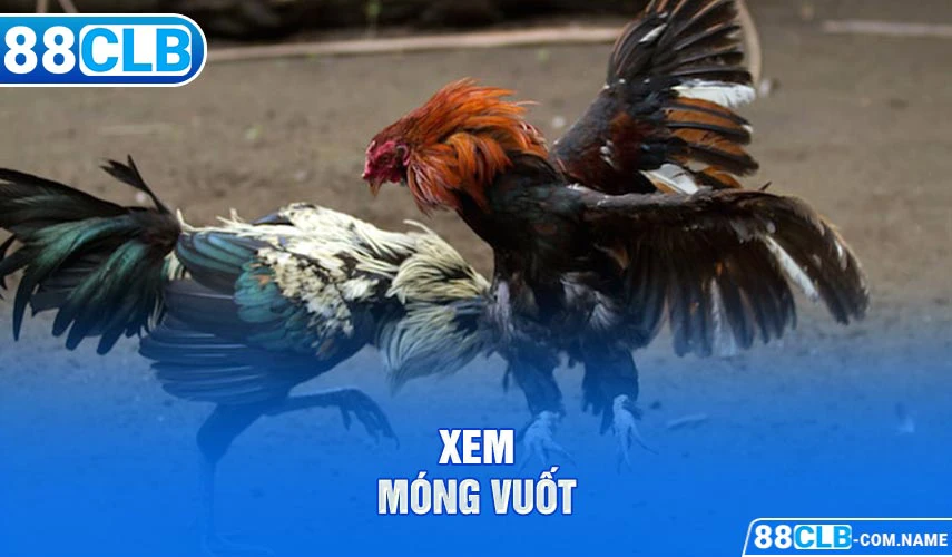 Mẹo Chọn Gà | Tiết Lộ 5 Cách Chọn Chiến Kê Từ Chuyên Gia Xem móng vuốt