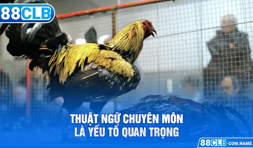 Thuật Ngữ Đá Gà Cơ Bản Người Chơi Cần Nắm Rõ Thuật ngữ chuyên môn là yếu tố quan trọng