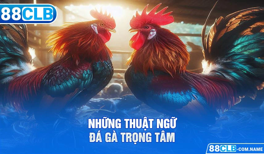 Thuật Ngữ Đá Gà Cơ Bản Người Chơi Cần Nắm Rõ Những thuật ngữ đá gà trọng tâm