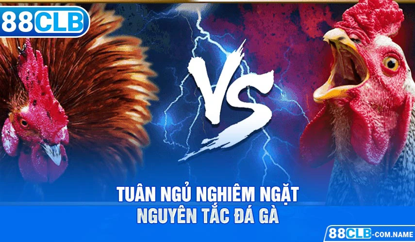 Thuật Ngữ Đá Gà Cơ Bản Người Chơi Cần Nắm Rõ Tuân ngủ nghiêm ngặt nguyên tắc đá gà