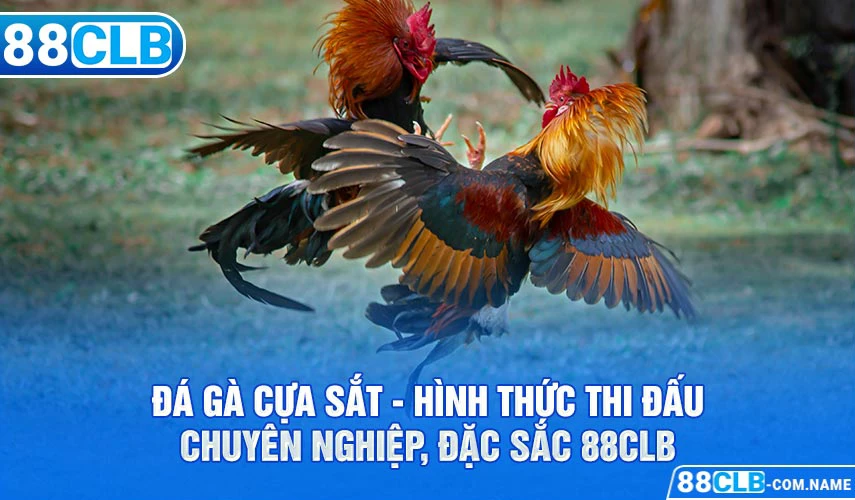Đá Gà Cựa Sắt - Hình Thức Thi Đấu Chuyên Nghiệp, Đặc Sắc 88Clb Đá Gà Cựa Sắt - Hình Thức Thi Đấu Chuyên Nghiệp, Đặc Sắc 88Clb