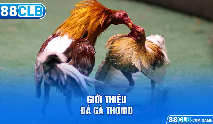 Đá Gà Thomo | Sảnh Đá Gà Trực Tiếp Tại Campuchia Giới thiệu đá gà Thomo