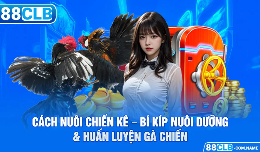 Cách Nuôi Chiến Kê – Bí Kíp Nuôi Dưỡng & Huấn Luyện Gà Chiến Cách Nuôi Chiến Kê – Bí Kíp Nuôi Dưỡng & Huấn Luyện Gà Chiến